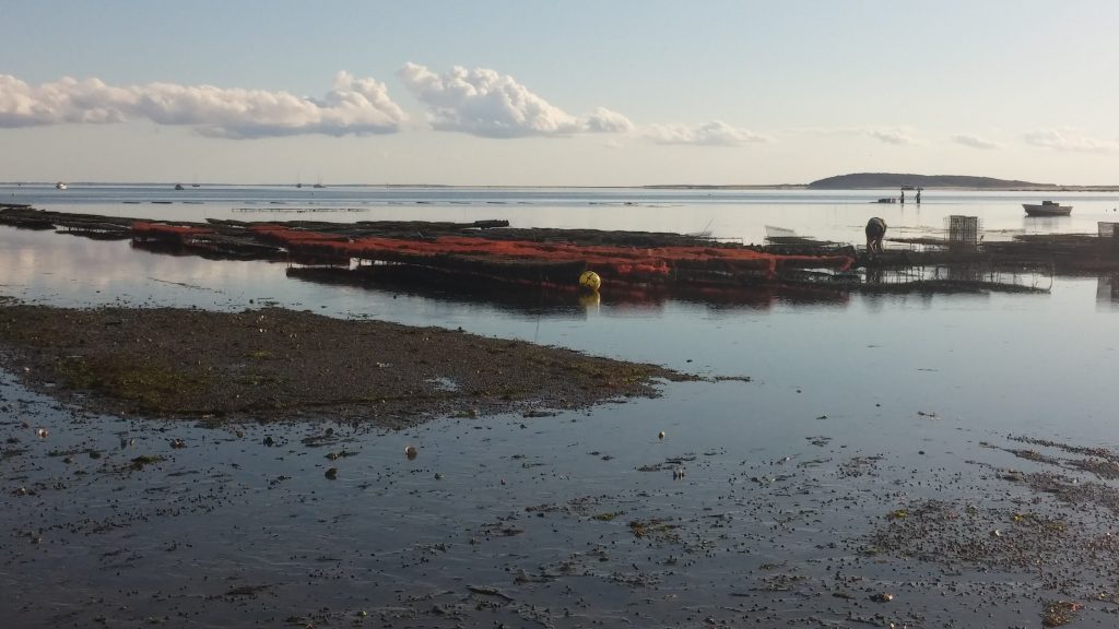 The oyster beds are exposed to varying degrees depending on how low the tide goes that day.