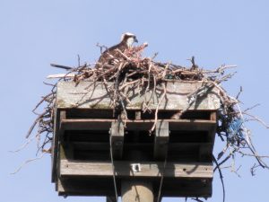 Wellfleet osprey in nest, April 3, 2017